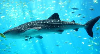 Festival del Tiburón Ballena en Isla Mujeres – 20 al 23 Julio 2017