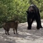 Un oso se pasea por las calles Monterrey